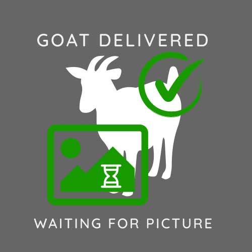 Painting Goat Photo